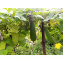 COURGE Luffa