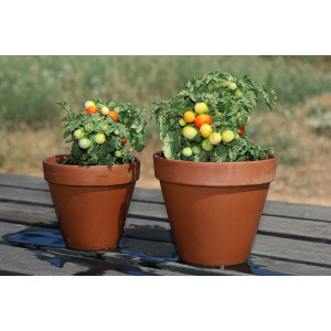 TOMATE en pot Red robin