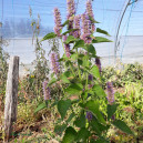 Agastache menthe
