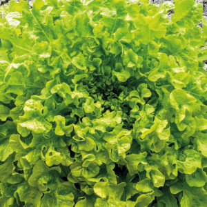 LAITUE Feuille de ch&ecirc;ne blonde de plein champ Bowl verte