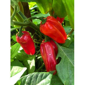 PIMENT Végétarien Trapu