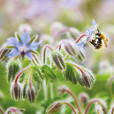 BOURRACHE Officinale