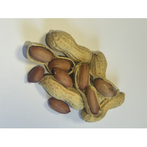 ARACHIDE cacahuète