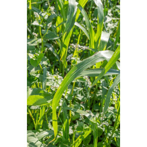 Mélange estival sous abri (Sorgho/Sarrasin/Pois)