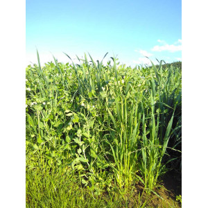 Mélange hiver plein champ (pois/seigle)