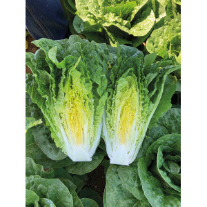 LAITUE ROMAINE de PLEIN CHAMP et d'ABRI ADICAMP