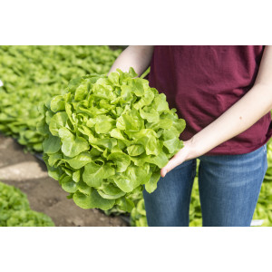 FEUILLE DE CHENE BLONDE D'ABRI FLORANICE