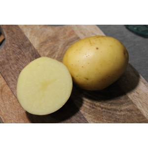 POMME DE TERRE PRIMEUR LADY CHRISTL