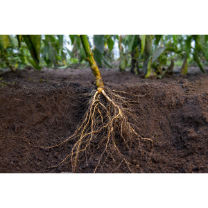 PORTE GREFFE POIVRON SKYBORN F1