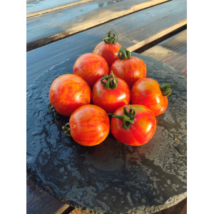 TOMATE Red zébra