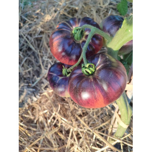 TOMATE Indigo blue (Premium)