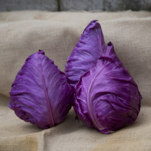 CHOU Kalibos (Cabus rouge pointu)