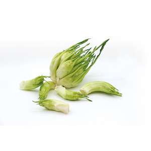 CHICOREE SAUVAGE Catalogna Puntarelle di Galatina