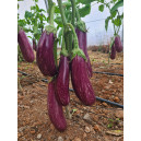 AUBERGINE Fantazia