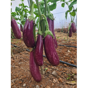 AUBERGINE Fantazia