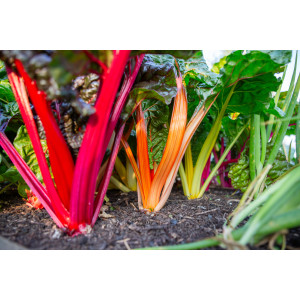 BLETTE Melange 5 Couleurs