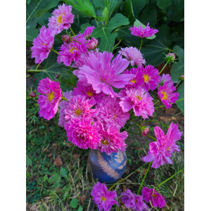 COSMOS Double Click Rose Bonbon