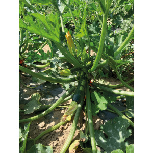 COURGETTE ALLONGEE E 826