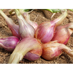 ECHALOTE BULBILLES Meloine