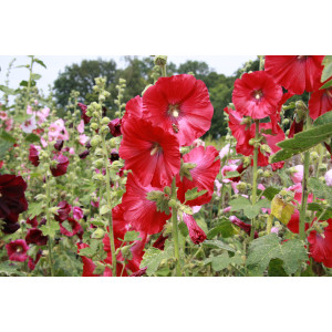 ROSE TREMIERE Hollyhock Mixed