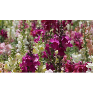 MUFLIER Snapdragon