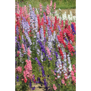 DELPHINIUM Consolida Imperial