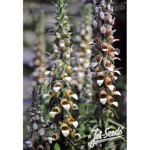 DIGITALIS Lanata