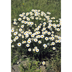 MARGUERITE Des Pres