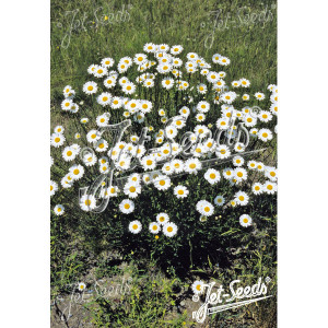 MARGUERITE Des Pres