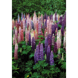 LUPIN De Russel