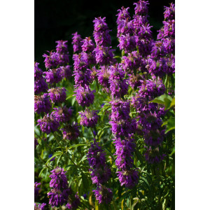 MONARDE