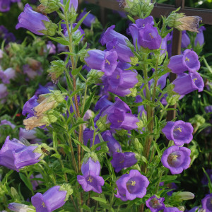 CAMPANULE Carillon