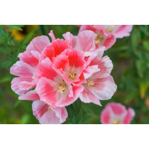 GODETIA Clarkia Azaleenschau