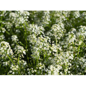 LOBULARIA Alysse Maritime