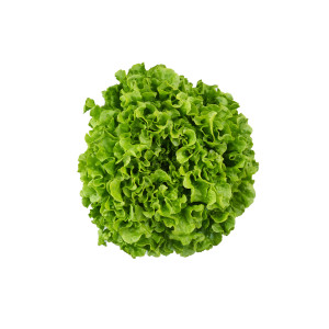 LAITUE BATAVIA BLONDE ABRI Barnabie