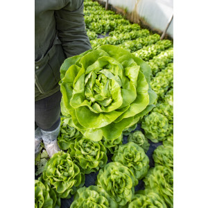 LAITUE BEURRE POMMEE BLONDE ABRI Eiffel