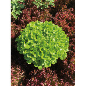 LAITUE FEUILLE DE CH. BLONDE PC Sammir