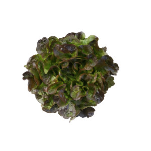 LAITUE FEUILLE DE CH. ROUGE ABRI Calibai
