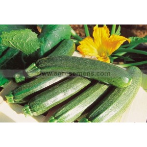 COURGETTE Black Beauty