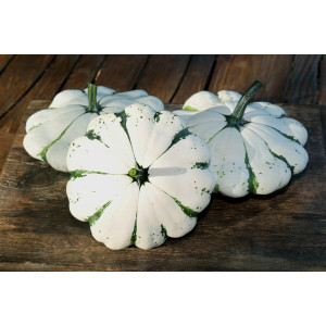 PATISSON Panache Vert Et Blanc