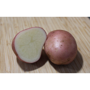 POMME DE TERRE Delila
