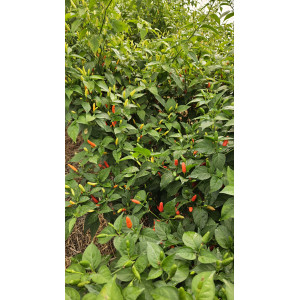 PIMENT Tabasco