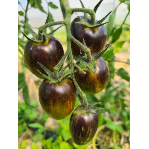 TOMATE Brad'S Atomic Grape