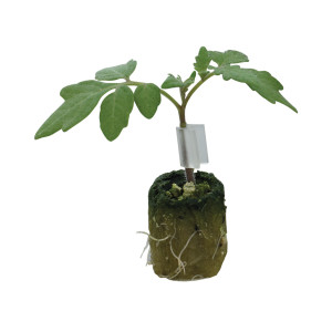 TOMATE  PORTE GREFFE Stromboli F1