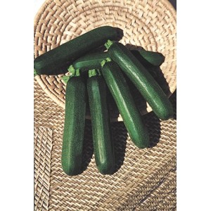 COURGETTE verte des Maraîchers