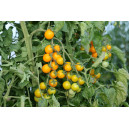 TOMATE CERISE Delice