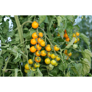 TOMATE CERISE Delice