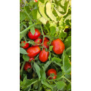 TOMATE ROMITEL