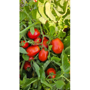 TOMATE ROMITEL