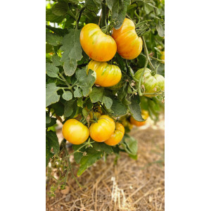 TOMATE SUNTIME